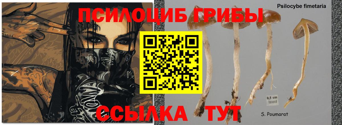 Галлюциногенные грибы Psilocybine cubensis  Вход с VPN  Псилоцибиновые грибы ЛСД  Ишим 